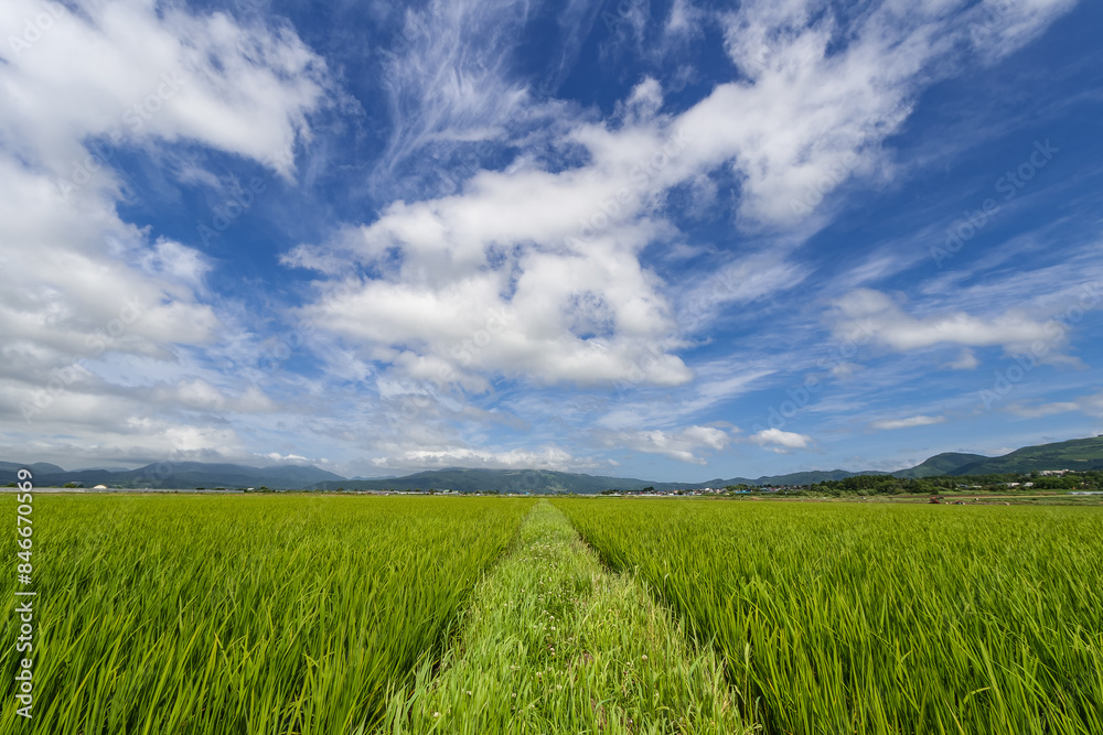 大野平野の夏風景 大野平野の夏風景