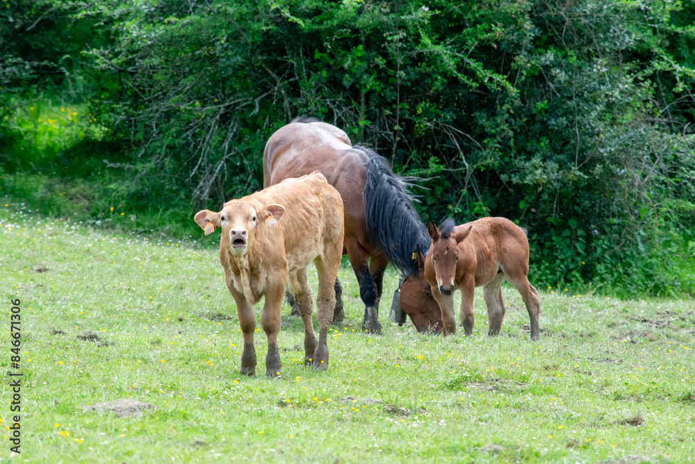 herd of cows