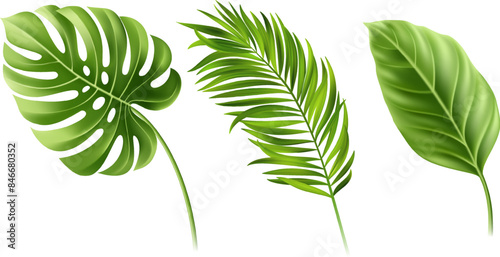 Set of summer green leaves isolated on white, vector