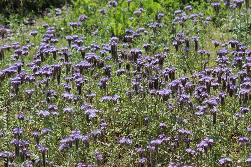 Flowering purple tansy-leaf phacelia (Phacelia tanacetifolia) plants in summer meadow Flowering purple tansy-leaf phacelia (Phacelia tanacetifolia) plants in summer meadow