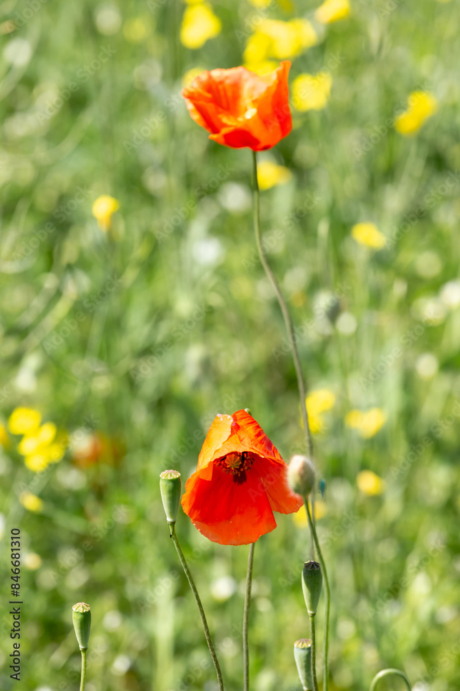Obraz premium A field of wild poppies in Latvia