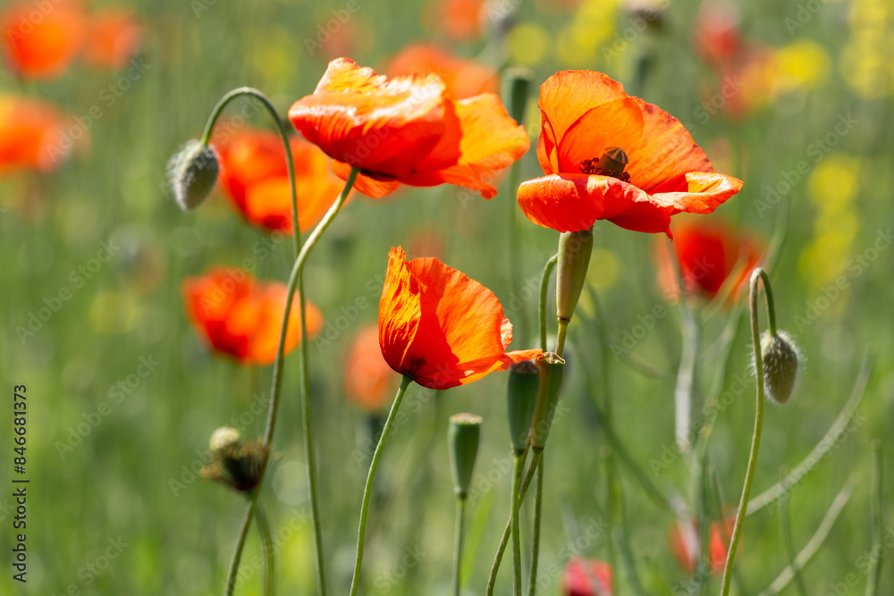 Naklejka premium A field of wild poppies in Latvia