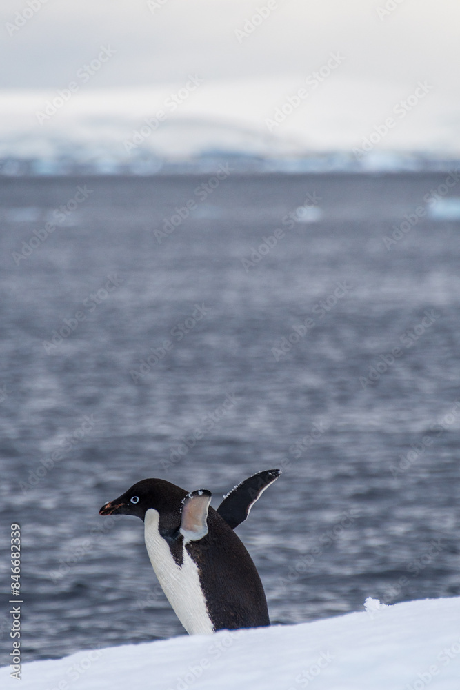 Fototapeta premium Close-up of an Adelie Penguin - Pygoscelis adeliae- standing on an iceberg, near the fish islands, on the Antarctic Peninsula