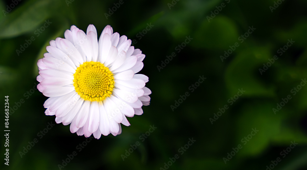 White chamomile on a dark green background. Natural wallpaper. Close-up. Copy space. Selective focus. White chamomile on a dark green background. Natural wallpaper. Close-up. Copy space. Selective focus.