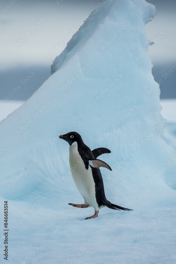 Fototapeta premium Close-up of an Adelie Penguin - Pygoscelis adeliae- standing on an iceberg, near the fish islands, on the Antarctic Peninsula