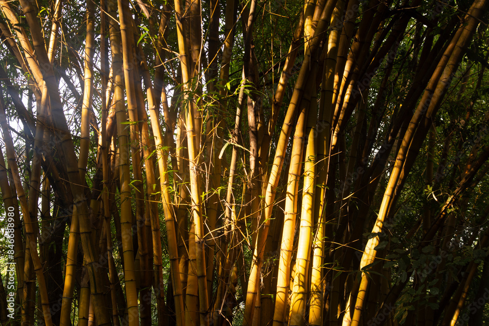 Obraz premium Bambu amarillo or Yellow bamboo, Brazil