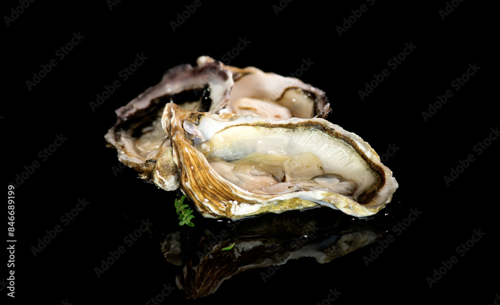 Fresh Oysters close up isolated on black background, open french oysters. Healthy sea food. Oyster dinner in restaurant. Gourmet food, delicatessen.