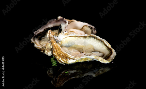 Fresh Oysters close up isolated on black background, open french oysters. Healthy sea food. Oyster dinner in restaurant. Gourmet food, delicatessen.
