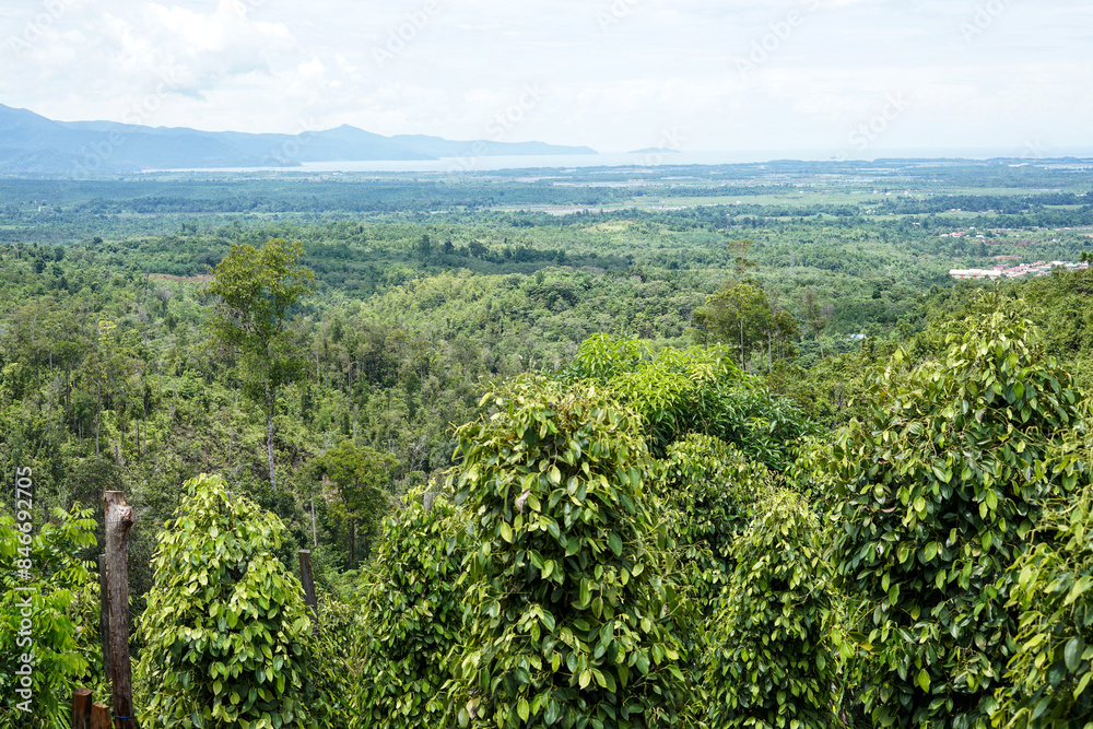 Obraz premium View of pepper plantations in the mountains during the day