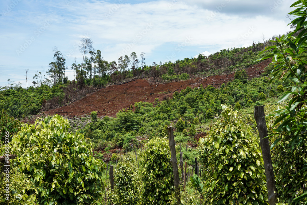 View of pepper plantations in the mountains during the day View of pepper plantations in the mountains during the day