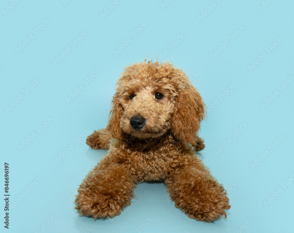 Portrait poodle puppy dog lying down. Isolated on blue pastel background Portrait poodle puppy dog lying down. Isolated on blue pastel background