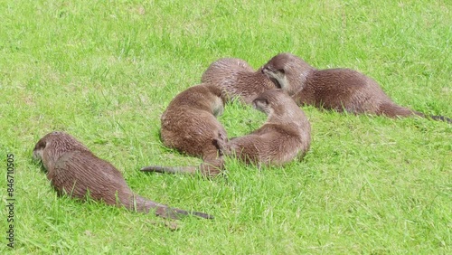 Group of young playful otters. Close family unit resting and drying out on the summer meadows.