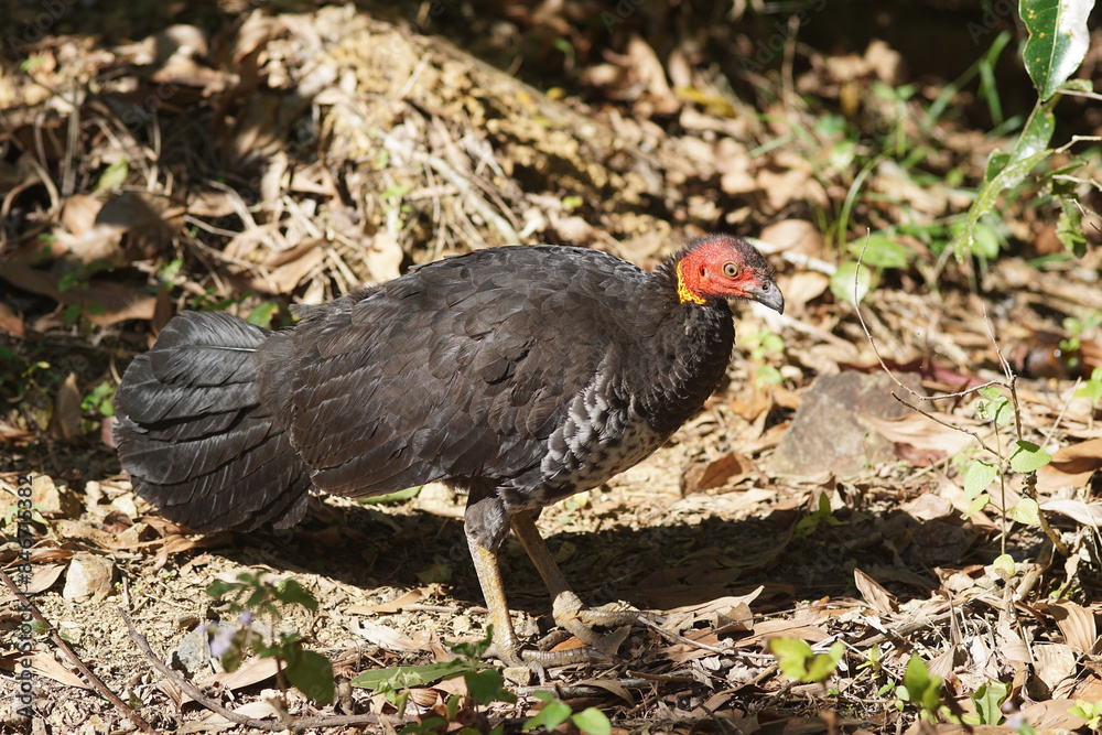 Wild lebender Brush Turkey in Queensland - Australien Wild lebender Brush Turkey in Queensland - Australien