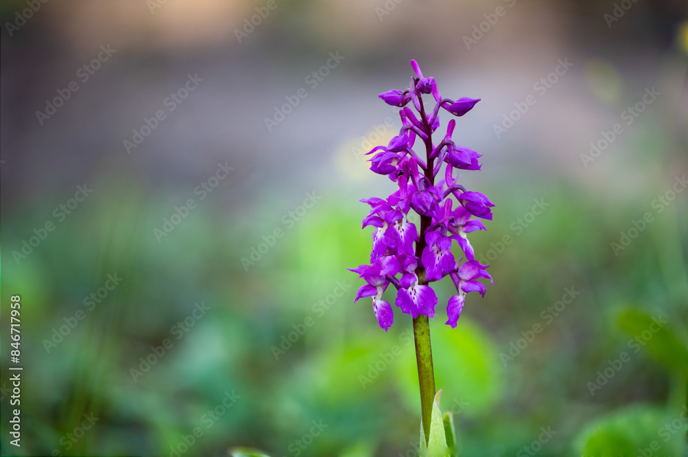 Obraz premium Orchid in bloom