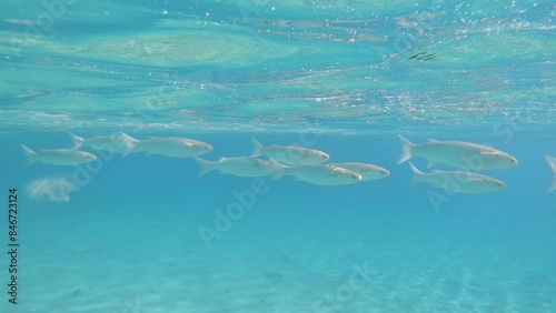 School of Striped Mullet (Mugil cephalus) swims in the blue water on sunny day in subeams. High quality 4k footage