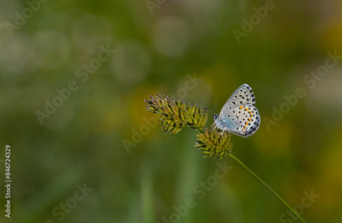 tiny butterfly hiding in the grass, Polyommatus loewii photo