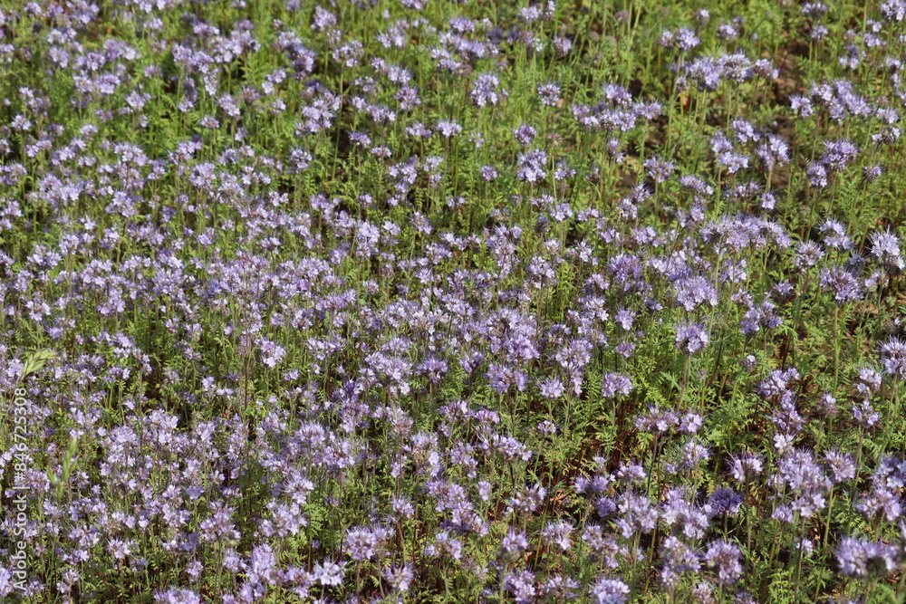 Flowering purple tansy-leaf phacelia (Phacelia tanacetifolia) plants in summer meadow Flowering purple tansy-leaf phacelia (Phacelia tanacetifolia) plants in summer meadow