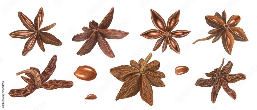 Star Anise seed in various shapes. Badian with delicate spicy aroma. Watercolor botanical illustration of dried aniseed. For decoration of menu, spice stores, Christmas and New Year drinks Star Anise seed in various shapes. Badian with delicate spicy aroma. Watercolor botanical illustration of dried aniseed. For decoration of menu, spice stores, Christmas and New Year drinks