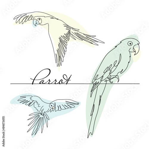 Collection of tropical parrots. Vector isolated elements on white background. Line drawing.