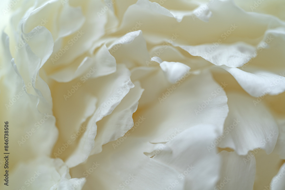 Macro shooting of white peony petals for desktop, printing, background Macro shooting of white peony petals for desktop, printing, background