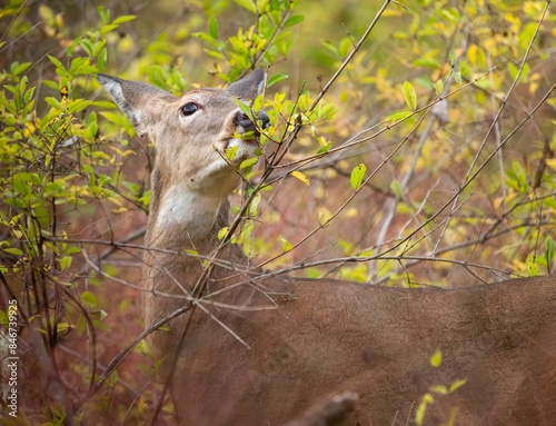 White-tailed deer feeding on leaves in a forest. Montour Preserve, Pennsylvania photo