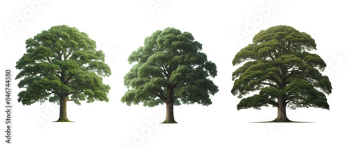Collection of A tall, lush evergreen oak tree with a wide canopy isolated on transparent