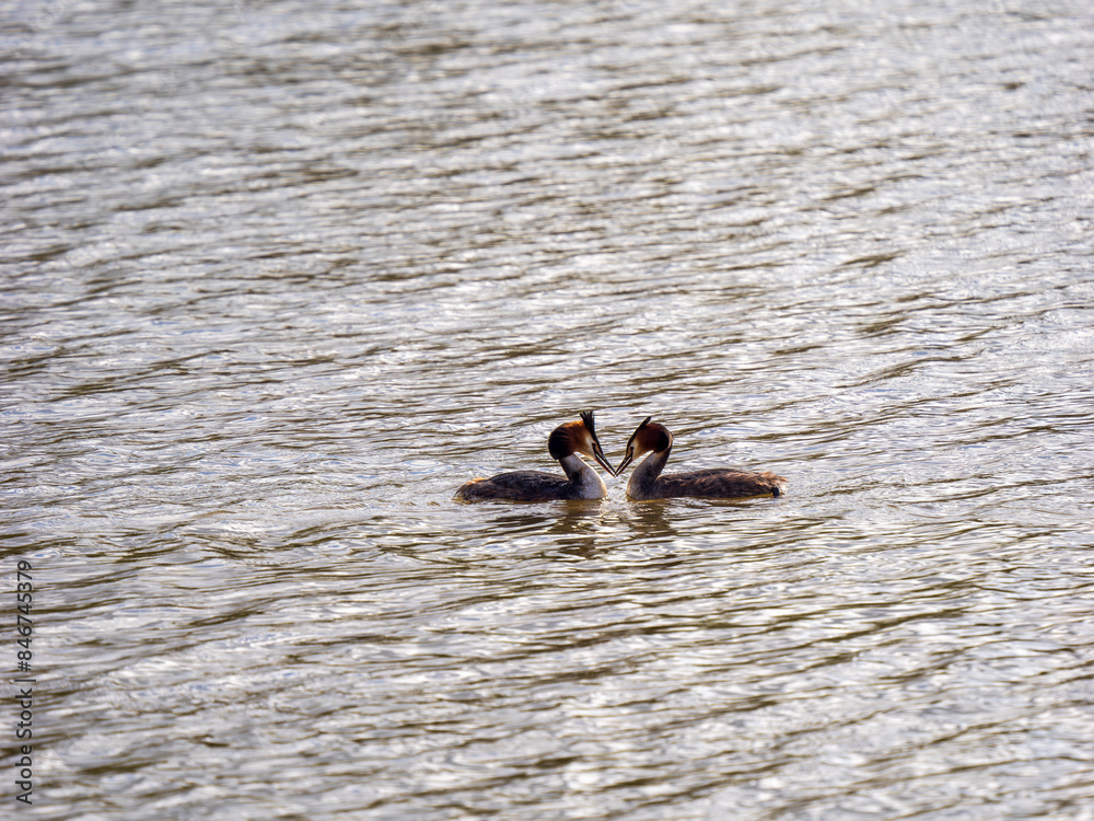 Great Crested Grebe Mirroring During Courtship Great Crested Grebe Mirroring During Courtship