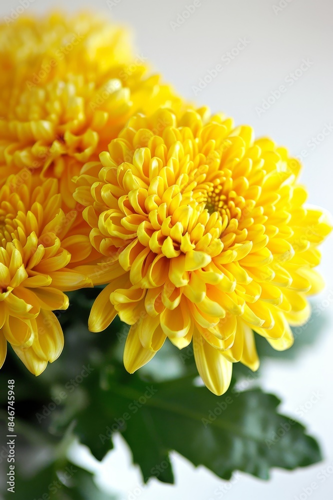 Yellow flower geometric shapes on white background, minimalist style, vibrant design for text Yellow flower geometric shapes on white background, minimalist style, vibrant design for text