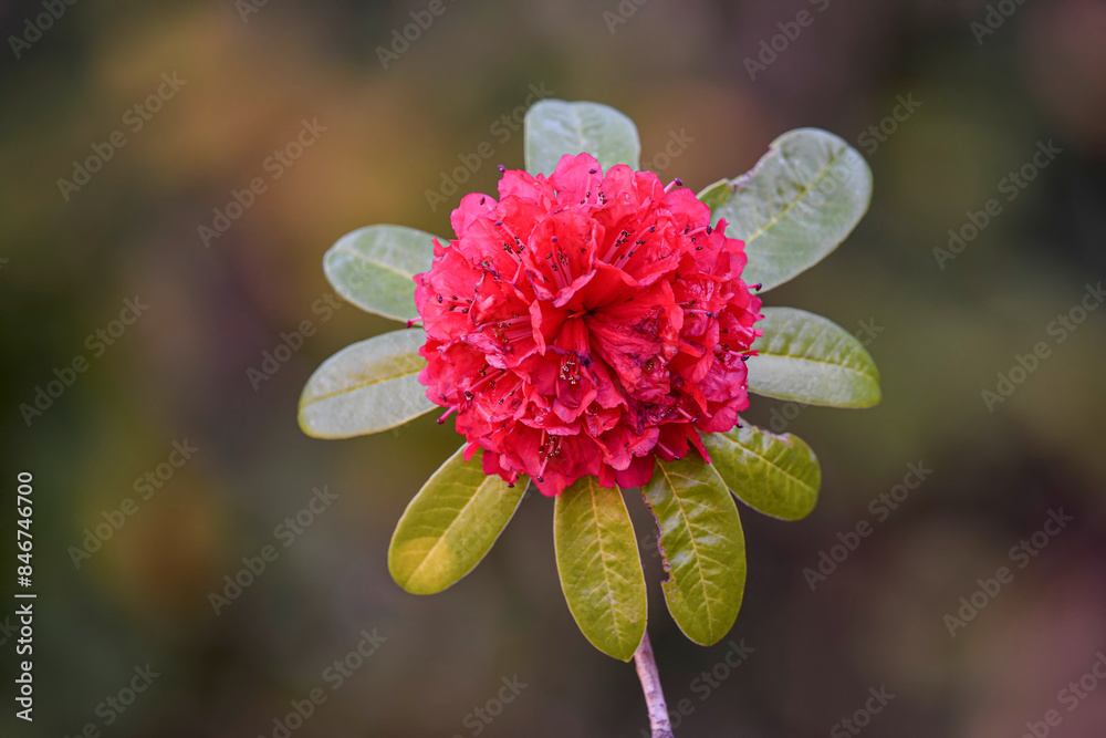Red queen of flower of Rhododendron arboreum subsp.