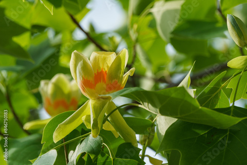 Foto Flowers on Tulip tree (Liriodendron tulipifera) in city park Krasnodar