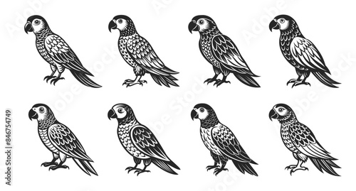 Tropical parrot bird set. Black silhouette on a white background. Engraving  tattoo. Illustration