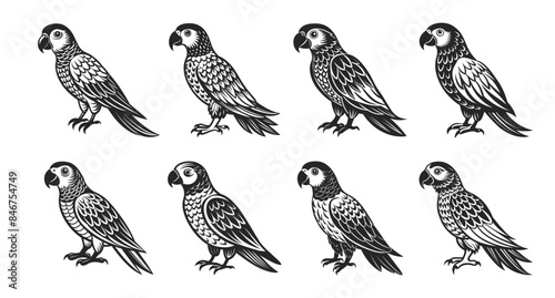 Tropical parrot bird set. Black silhouette on a white background. Engraving, tattoo. Illustration