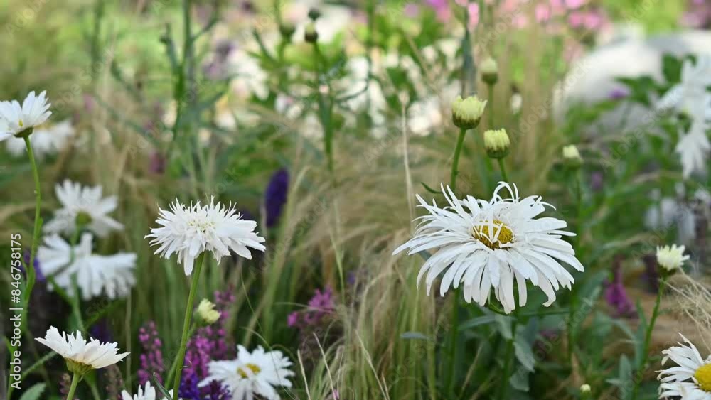 fluffy decorative daisy in the garden among the herbs. naturalized planting in the garden. natural flower beds. field plantings. fluffy decorative daisy in the garden among the herbs. naturalized planting in the garden. natural flower beds. field plantings.