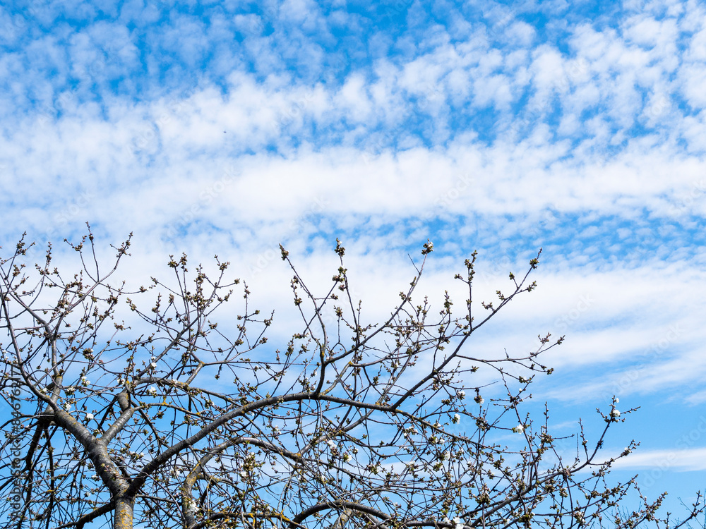 flowering old tree and white clouds in blue sky flowering old tree and white clouds in blue sky