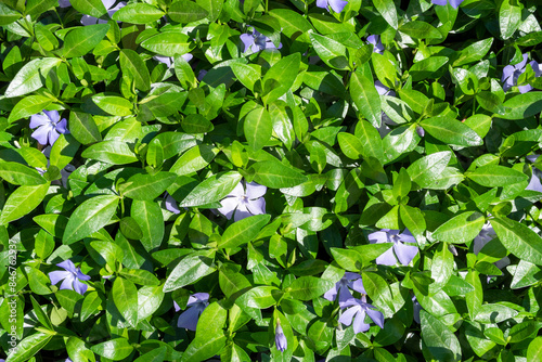 blue Vinca flowers in freen foliage on sunny day photo