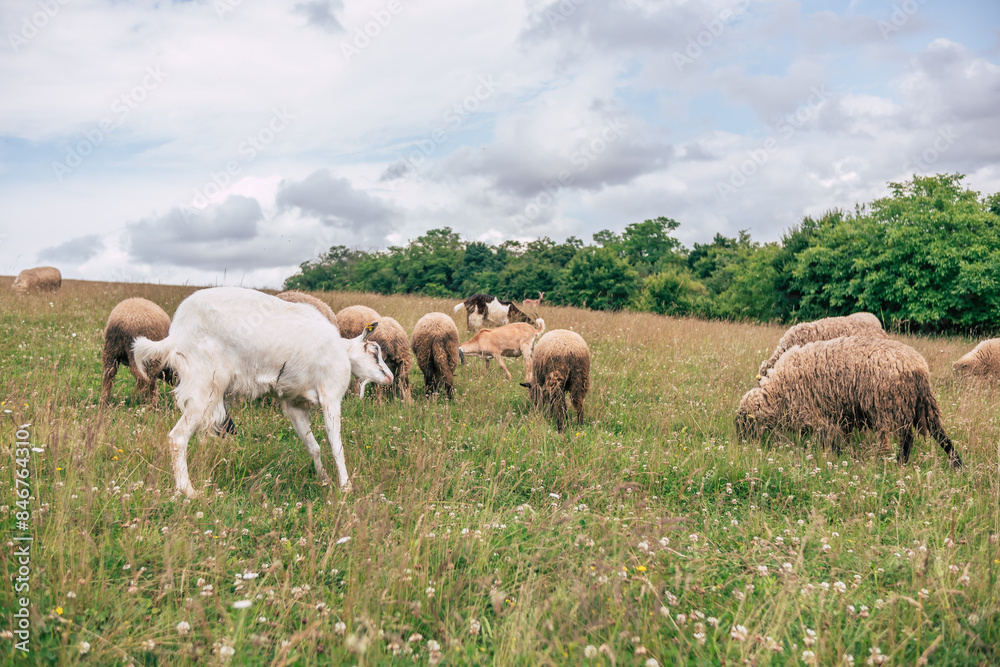 Sheep and a goat grazing in a grassy field Sheep and a goat grazing in a grassy field