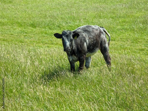 Llandudno Wales UK 06 08 2024 SINGLE BLACK AND WHITE COW STANDS IN A FIELD OF LUSH GREEN GRASS. photo