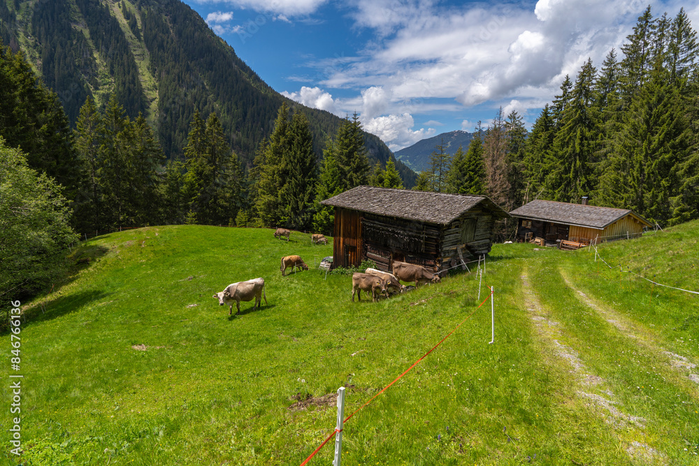 alpine houses with cows, cows and calves eating in the pasture, wooden cabin next to the path, while hiking, we come across old alpine three stage farming huts, hiking in the mountains from Vorarlberg alpine houses with cows, cows and calves eating in the pasture, wooden cabin next to the path, while hiking, we come across old alpine three stage farming huts, hiking in the mountains from Vorarlberg