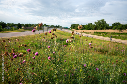 Musk Thistle growing by the highway