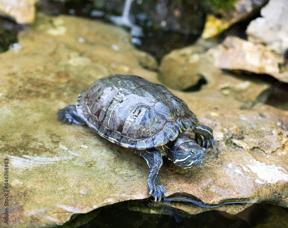 brown turtle walking on a stone near the water brown turtle walking on a stone near the water
