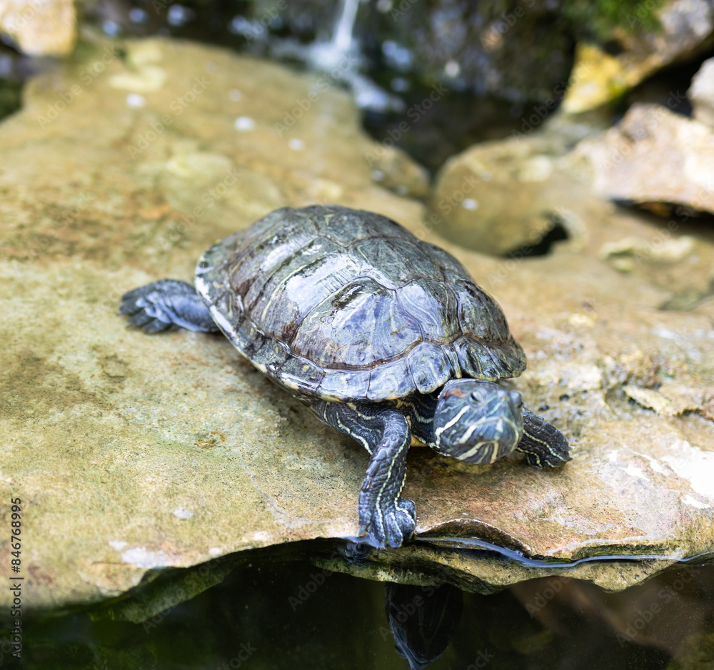 brown turtle walking on a stone near the water 