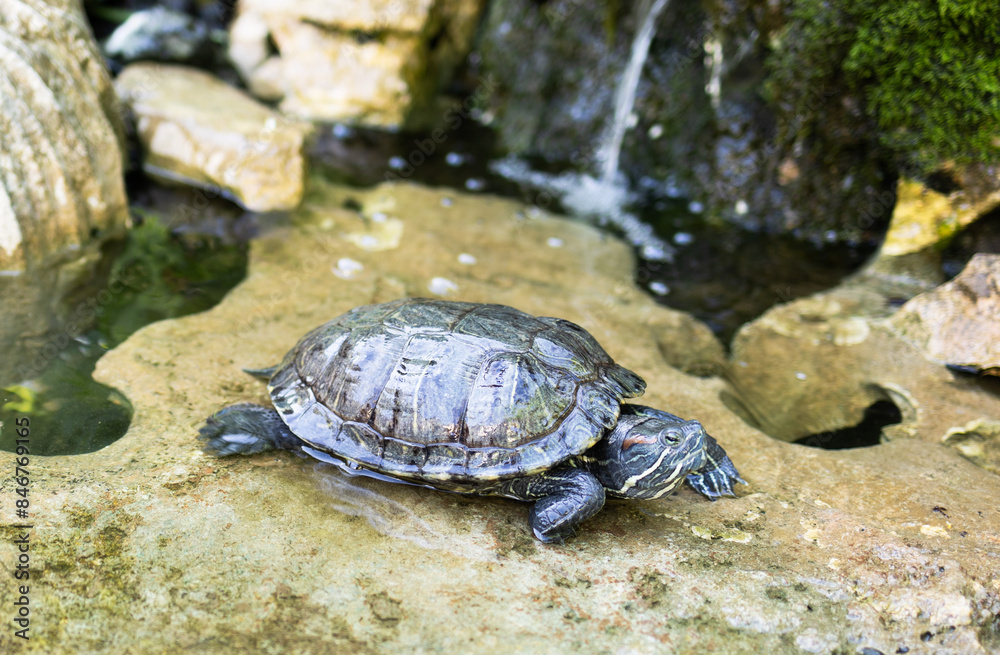 brown turtle walking on a stone near the water brown turtle walking on a stone near the water