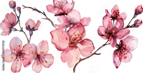 Cherry Blossom Sakura Tree Branch on Isolated Background. Cherry blossom flower blooming vector. Watercolor cherry blossom vector.