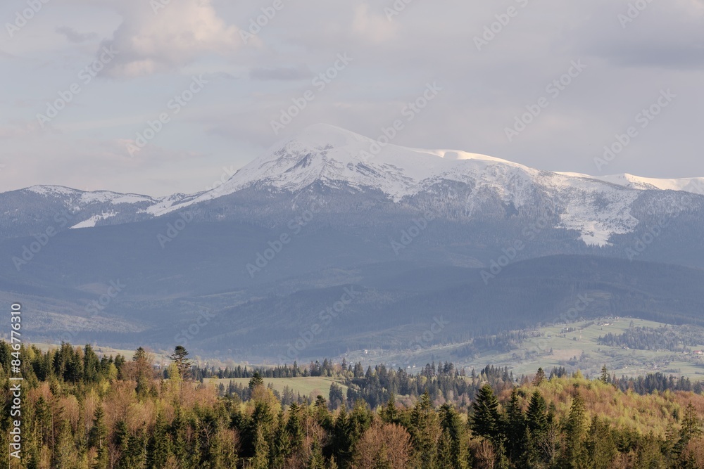 Fototapeta premium Snowy mountain range view from forest in spring