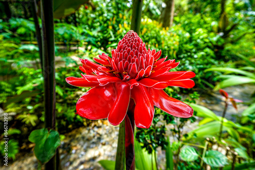 Tropical flowers of Jamaica, Dominican Republic, Cuba, Cayman Islands, Grenada, St.Lucia, Guadeloupe, Mexico, Central and South America