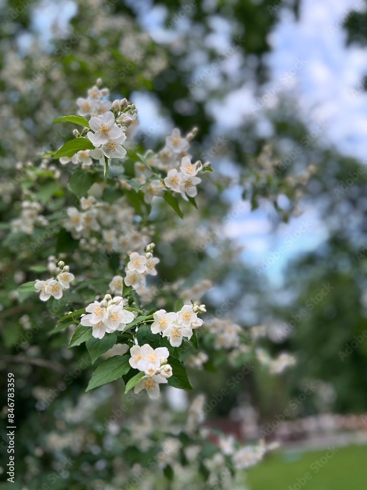 vertical photo with a chubushnik branch with white flowers in a park or a nursery of ornamental plants in summer vertical photo with a chubushnik branch with white flowers in a park or a nursery of ornamental plants in summer