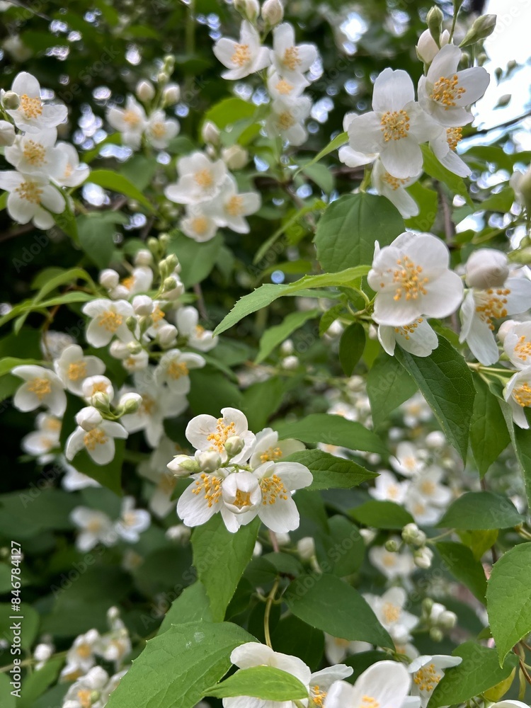white flowers on the branches of the mid-green leaves of the mock orange or jasmine bush, by its popular name, close-up white flowers on the branches of the mid-green leaves of the mock orange or jasmine bush, by its popular name, close-up
