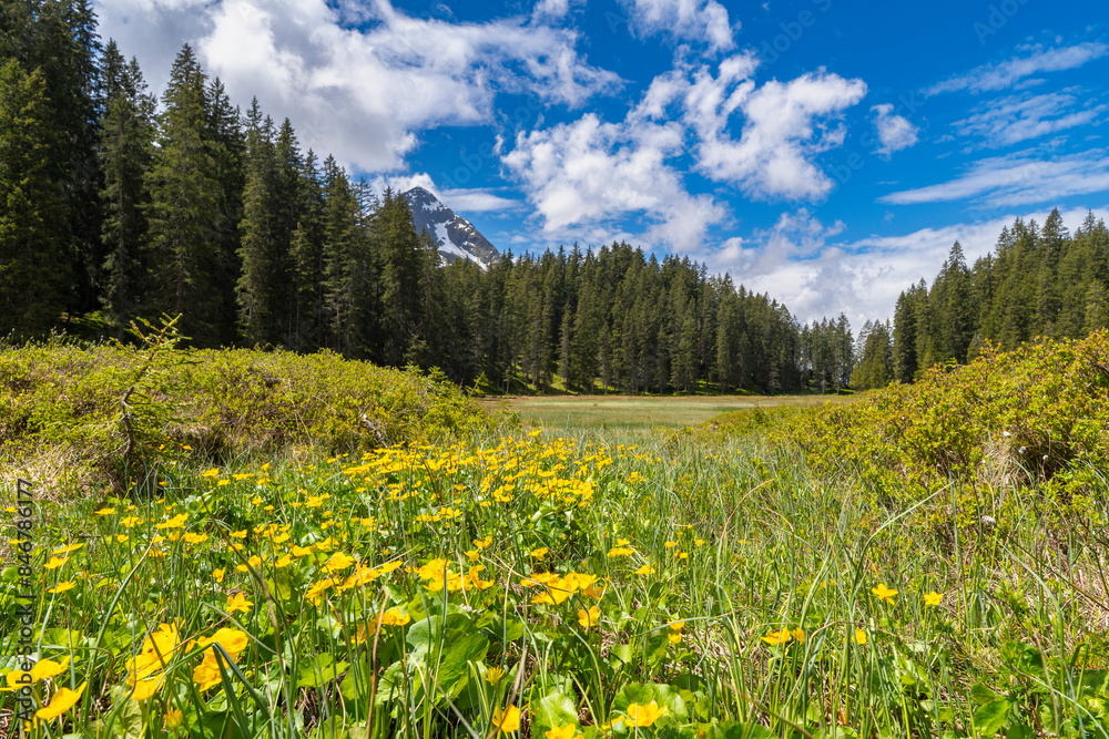 Fototapeta premium yellow marsh marigolds in the high moor of Bartholomäberg in Montafon, with forest and mountains in the background