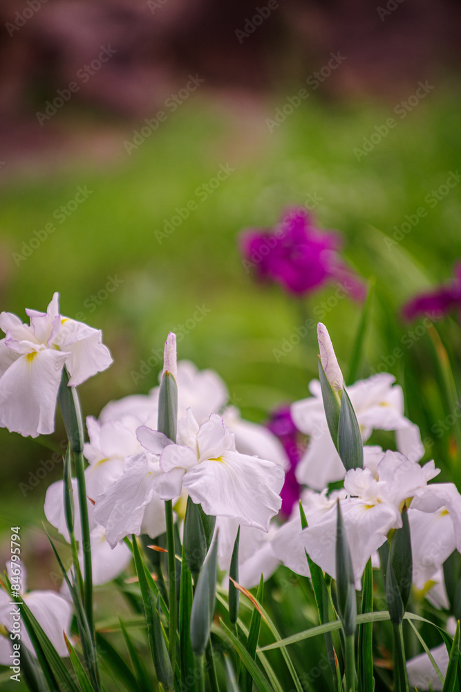 美しい花菖蒲
美しい花菖蒲