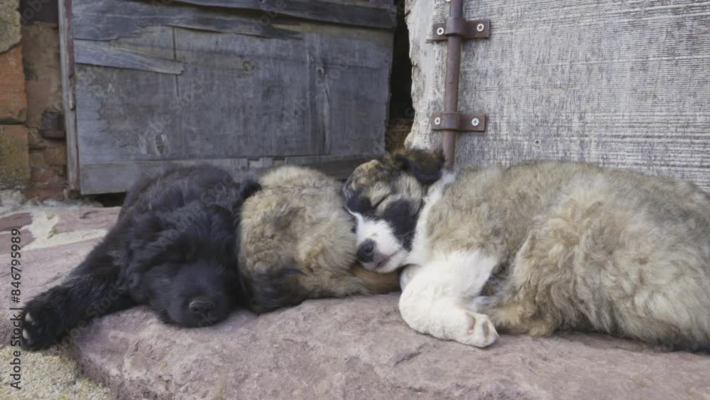 Three cute Catalan Sheepdog puppies nap peacefully in the sun outside a wooden building. Three cute Catalan Sheepdog puppies nap peacefully in the sun outside a wooden building.